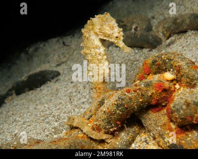 Nacktschnecke aus Zypern - Flabellina affinis Stockfoto