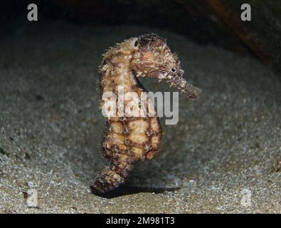 Nacktschnecke aus Zypern - Flabellina affinis Stockfoto