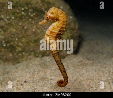 Nacktschnecke aus Zypern - Flabellina affinis Stockfoto