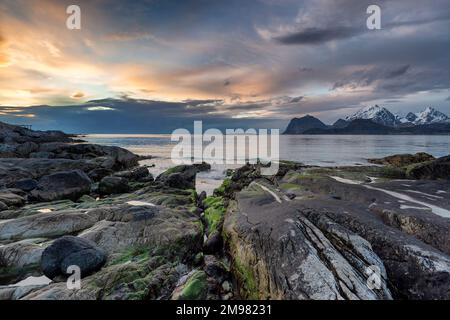 Moosbedeckte Felsen an der Küste am Strand im Frühling, Lofoten, Nordland, Norwegen Stockfoto
