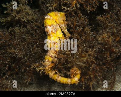 Nacktschnecke aus Zypern - Flabellina affinis Stockfoto