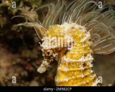 Nacktschnecke aus Zypern - Flabellina affinis Stockfoto