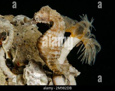 Nacktschnecke aus Zypern - Flabellina affinis Stockfoto