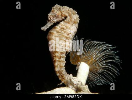 Nacktschnecke aus Zypern - Flabellina affinis Stockfoto