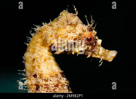 Nacktschnecke aus Zypern - Flabellina affinis Stockfoto