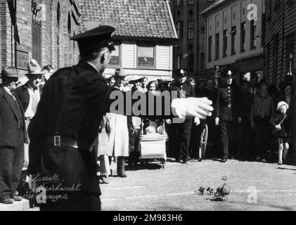 Eine Mumienente und ihre Familie von kleinen Entenbabys erhalten eine Polizeibegleitung, während sie selbstbewusst durch die Straßen von Stavanger, Norwegen, wandern und eine Menge Leute versammeln! Stockfoto