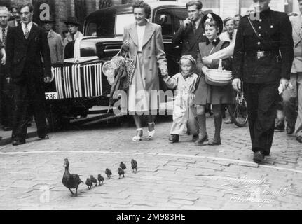 Eine Mumienente und ihre Familie von kleinen Entenbabys erhalten eine Polizeibegleitung, während sie selbstbewusst durch die Straßen von Stavanger, Norwegen, wandern und eine Menge Leute versammeln! Stockfoto