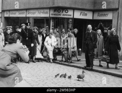 Eine Mumienente und ihre Familie von kleinen Entenbabys erhalten eine Polizeibegleitung, während sie selbstbewusst durch die Straßen von Stavanger, Norwegen, wandern und eine Menge Leute versammeln! Stockfoto