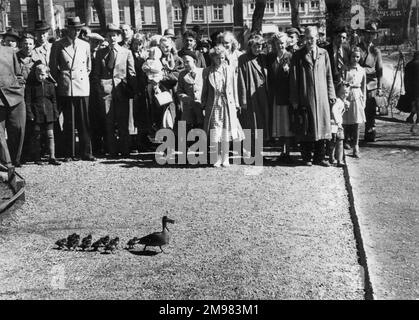 Eine Mumienente und ihre Familie von kleinen Entenbabys erhalten eine Polizeibegleitung, während sie selbstbewusst durch die Straßen von Stavanger, Norwegen, wandern und eine Menge Leute versammeln! Stockfoto