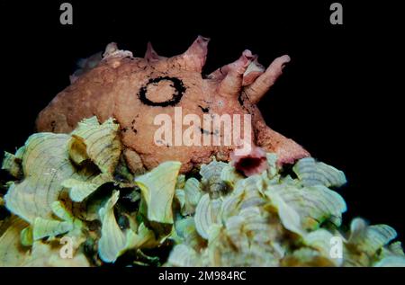 Gefleckter Seehecht - Aplysia dactylomeda Stockfoto