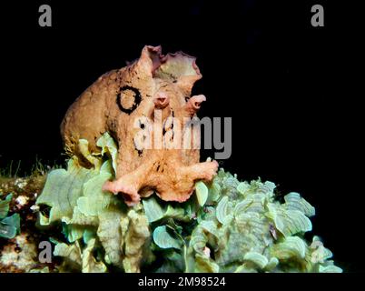 Gefleckter Seehecht - Aplysia dactylomeda Stockfoto