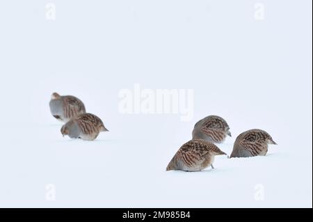 Graues Rebhuhn (Perdix perdix) vogelschwärme, die im Schutz einer Hecke auf schneebedeckten Ackerfeldern suchen, schottische Grenzen, Berwickshire, Januar Stockfoto