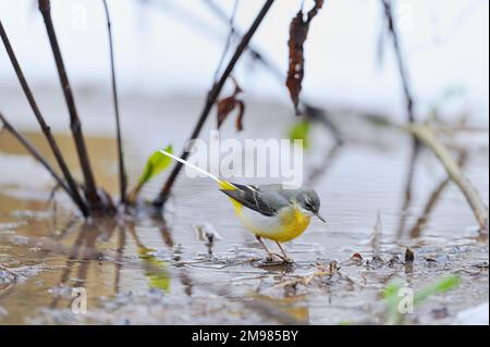 Grauer Wagtail (Motacilla cinerea), Futtersuche auf nassem Moor in der Nähe des Frühlings bei Frost, Berwickshire, Schottische Grenzen: Schottland Stockfoto