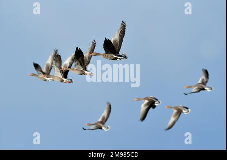 Greylag Geese (Anser anser) winterende Herde auf dem Flug im Loch Fleet National Nature Reserve, Sutherland, Schottland, Oktober 2008 Stockfoto