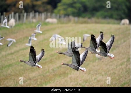 Greylag Geese (Anser anser) Winterherde, die vom Stubble Field, Inverness-shire, Schottland, im Oktober 2009 geflogen ist Stockfoto