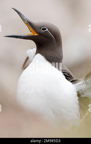 Guillemot (Uria aalge) für Erwachsene, gebrückte Form mit Augenstreifen in der Nähe des Nests, Farne Islands, Northumberland, England, Juni 2007 Stockfoto