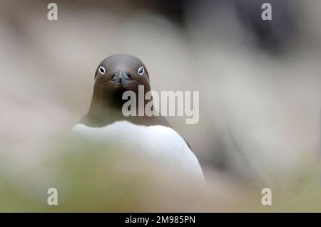 Guillemot (Uria aalge) für Erwachsene, gebrückte Form mit Augenstreifen in der Nähe des Nests, Farne Islands, Northumberland, England, Juni 2007 Stockfoto