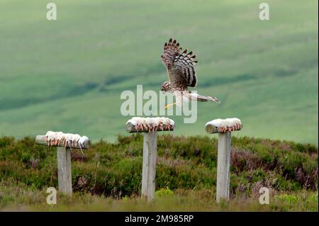 Hühnereier (Circus cyaneus), weibliche Vogel an einer Fütterungsstelle in der Nähe des Nestes im Langholm Moor Demonstrationsprojekt, Schottland Stockfoto