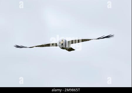 Hühnerweihe (Circus cyaneus), männlicher Kreisel über Langholm Moor, Dumfries-shire, Schottland, Juni 2010 Stockfoto