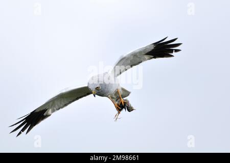 Hühnerweihe (Circus cyaneus), männlicher Wiesenrohrpfeifer, der sich einnistet (Anthus pratensis), Küken als Beute zurück zum Nest, Langholm Moor, Schottland Stockfoto