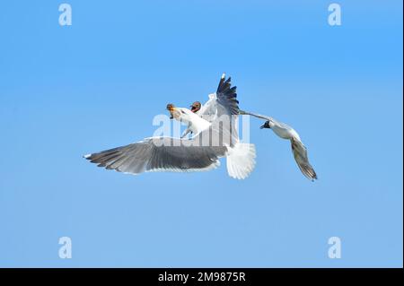 Lesser Black-Back Gull (Larus fuscus), die vor der Tussi einer Black-Head-Möwe stammt, deren Elternvogel den Angreifer Farne Islands überfallen hat Stockfoto