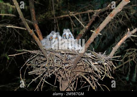 Langohrige Küken (Aiso otus) im Nest in einer kommerziellen Forstplantage, Dumfries-shire, Schottland, Mai 2011 Stockfoto