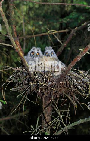 Langohrige Küken (Aiso otus) im Nest in einer kommerziellen Forstplantage, Dumfries-shire, Schottland, Mai 2011 Stockfoto