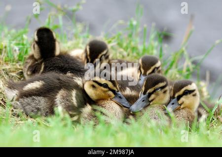 Mallard (Anas platyrhynchos) Entenküken, die sich am Ufer eines Flussufers für Sicherheit und Wärme zusammengeschlossen haben, Dumfriesshire, Schottland, Juli 2007 Stockfoto