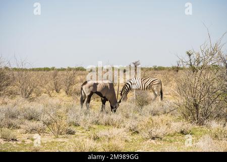 Zebras im Etosha Nationalpark, Namibia Stockfoto