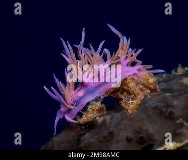 Nacktschnecke aus Zypern - Flabellina affinis Stockfoto