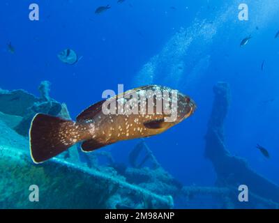 Dunkler mediterraner Zackenbarsch aus Zenobia Wrack Stockfoto