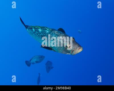 Dunkler mediterraner Zackenbarsch aus Zenobia Wrack Stockfoto