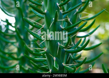 Austrocylindropuntia subulata. Eve's Needle Cactus. Nahaufnahme von Nadeln und Blättern von Kakteen. Nahaufnahme saftiger Spezies Stockfoto