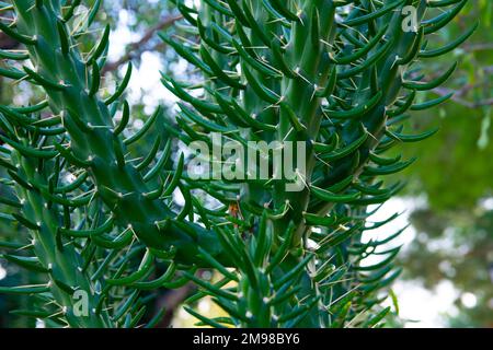 Austrocylindropuntia subulata. Eve's Needle Cactus. Nahaufnahme von Nadeln und Blättern von Kakteen. Nahaufnahme saftiger Spezies Stockfoto