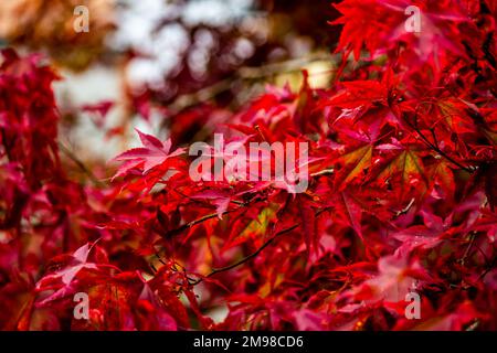 Leuchtend rote Blätter an den Zweigen Stockfoto