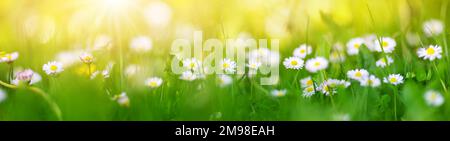 Makrofotografie des Blütenfeldes der Gänseblümchen im Frühling. Stockfoto