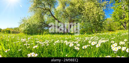 Wunderschöne Landschaft des Naturparks mit Kamillenfeld im Frühling. Stockfoto