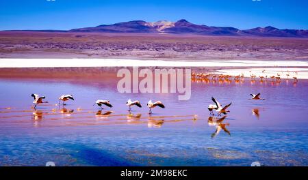 Eine fantastische Landschaft in Laguna Colorada mit einer Menge wunderschöner Flamingos Stockfoto