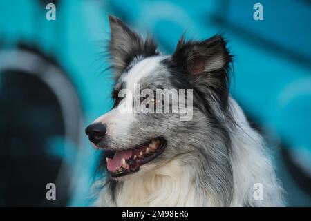 Ausgewachsener Collie-Hund mit farbenfrohem Hintergrund Stockfoto