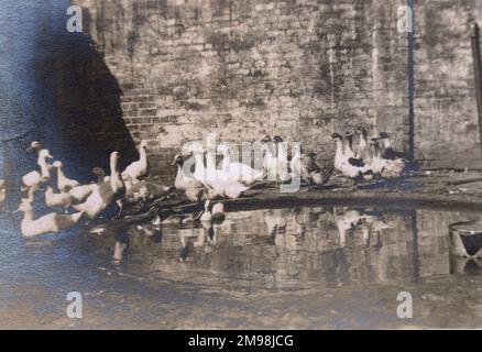 Ententeich mit Enten im Dorf Madresfield, nahe Malvern, Worcestershire. Stockfoto