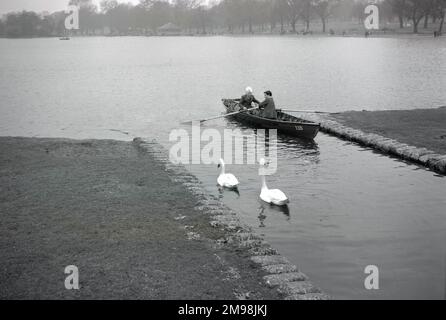 1950er, historisch, zwei Schuljungen in einem gemieteten Ruderboot in einem schmalen Kanal am Rande eines großen See, zwei Schwäne für Gesellschaft, England, Großbritannien. Stockfoto