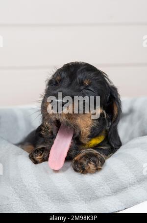 Auf dem Bett liegt ein kleines, mit Drahthaaren versehenes Dackel-Hündchen. Porträt des Hundes. Süße Haustiere Stockfoto