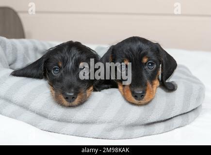 Süße Welpen eines Drahthaarigen Dackels liegen auf dem Bett. Porträt des Hundes. Süße Haustiere Stockfoto