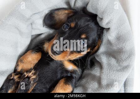 Sehr junger Dackel-Welpe, der auf einem weißen Bett ruht. Süße Haustiere Stockfoto