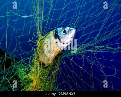 Geisternetze töten weiterhin Meereslebewesen Stockfoto