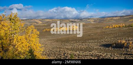 Aspen Groves in der Herbstsaison, Tidwell Slopes, East Tidwell Canyon, Blick vom Utah 72 Highway in der Nähe von Hogan Pass, Fishlake National Forest, Utah, USA Stockfoto