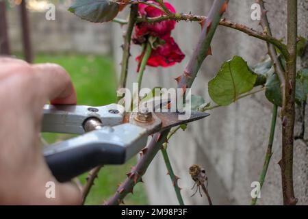 Ich schneide meine Rosenbüsche in meinem Garten mit einer Schere Stockfoto