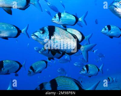 Zwei Seebrassen - Diplodus vulgaris Stockfoto