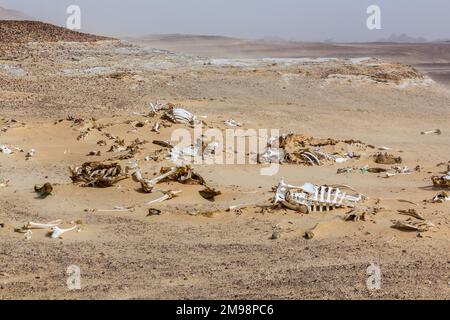 Tierknochen in einer Wüste in der Nähe der Bahariya Oase, Ägypten Stockfoto