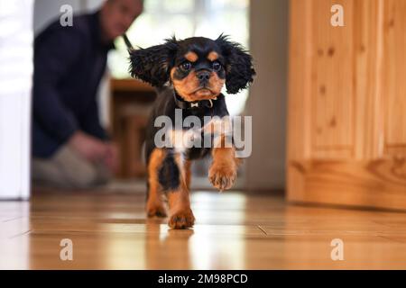 Verspielter Kavalier König Charles Spaniel, der über einen Holzboden läuft. Allgemeine Innenaufnahme, Vorderansicht. Stockfoto